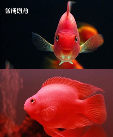 紅鸚鵡 魚|血鸚鵡魚